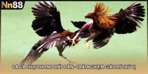 Đá Gà Chọi Thomo Hấp Dẫn - Trải Nghiệm Giải Trí Thú Vị